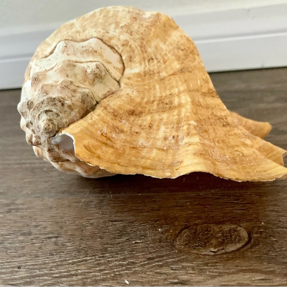 Big Sea Shell - Picture 4 of 12